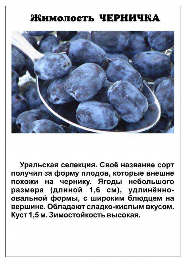 Сорта жимолости: описание с фото, отзывы