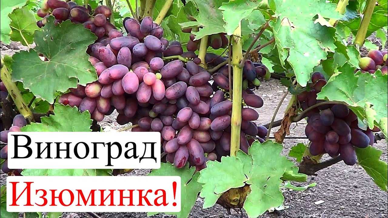 Крымчанка с особенностями: знакомство с сортом и выращивание винограда изюминка