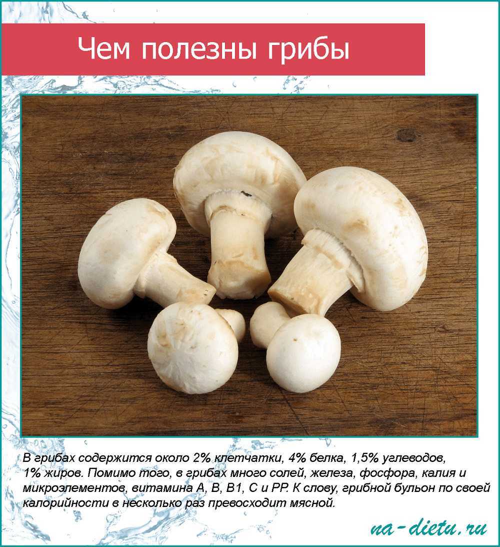 Весенние грибы — рассказываем, где и что собирать
