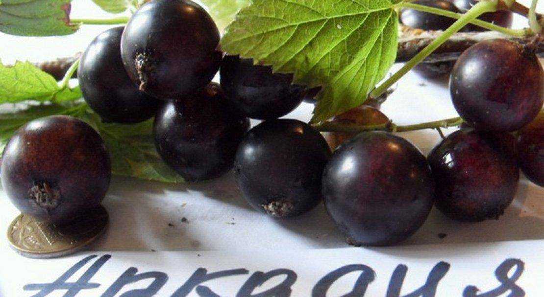 Смородина сорта Аркадия: описание, фото, сроки созревания, урожайность, вкус ягод Правила посадки и ухода Плюсы и минусы сорта, отзывы дачников