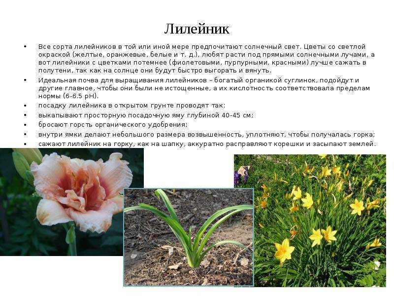 Лириодендрон: советы по посадке и уходу при выращивании в саду