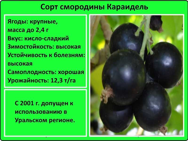 Смородина нара: описание и характеристики сорта, правила ухода и выращивания