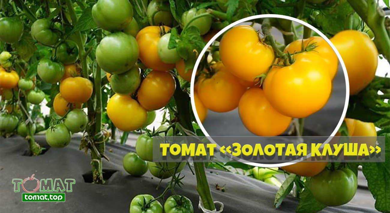Основные характеристики, описание и урожайность томата клуша