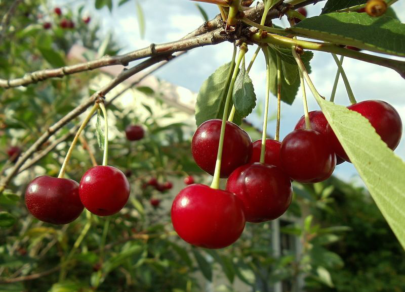 Вишня кустарниковая, или степная – правила ухода
