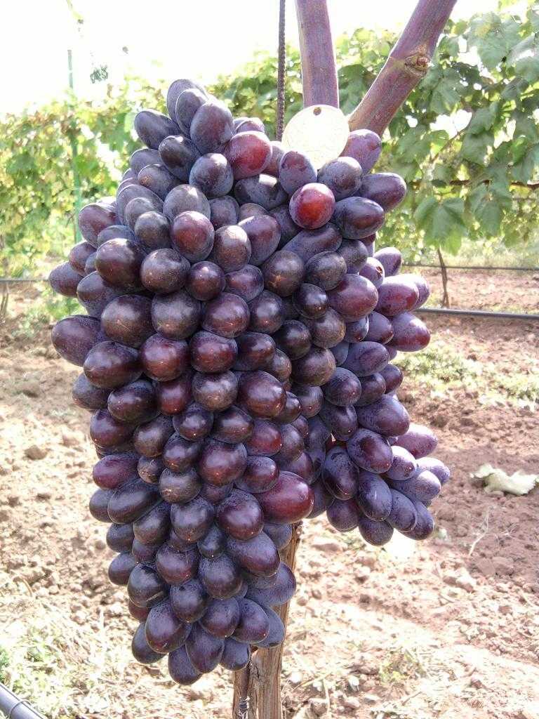 Виноград юпитер: описание сорта, отзывы, фото, как ухаживать