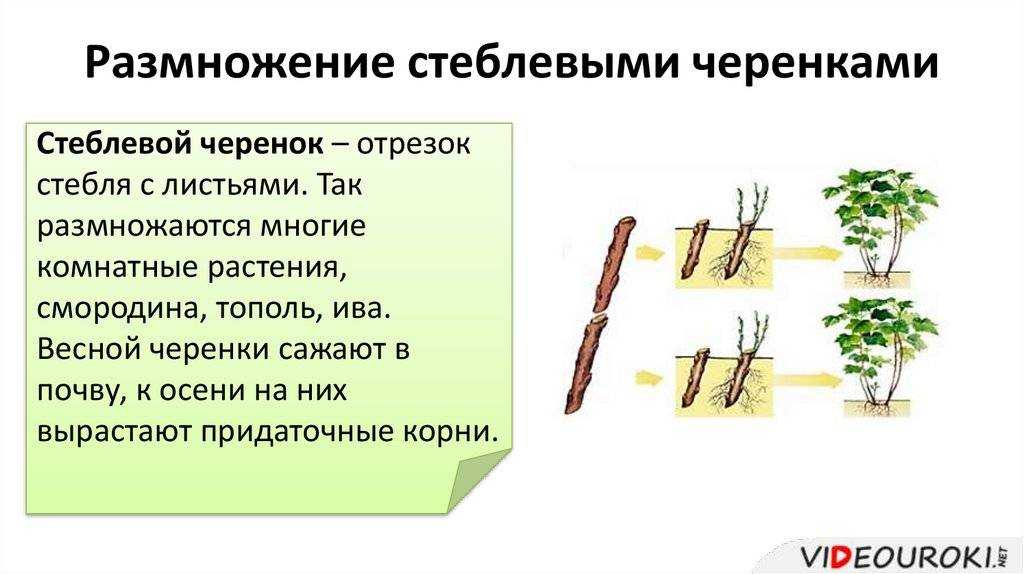 Посадка деревьев и кустарников. рекомендации и правила