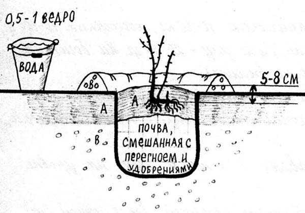Сорт ранней сладкой жимолости нижегородская ранняя: описание сорта, посадка и уход, опылители, фото