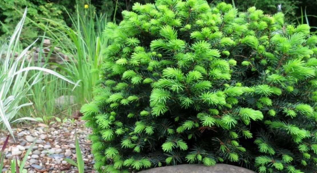 Ель сербская (picea omorika): описание вида, популярные сорта, посадка и уход, применение в ландшафтном дизайне