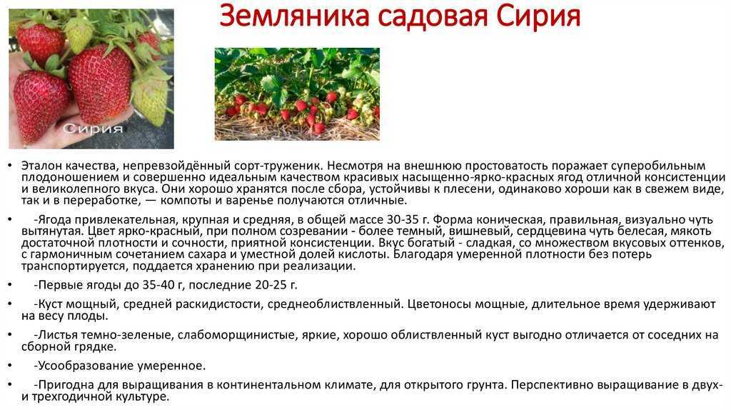 Клубника Сирия: описание сорта, фото, отзывы садоводов Рекомендации по выращиванию и уходу