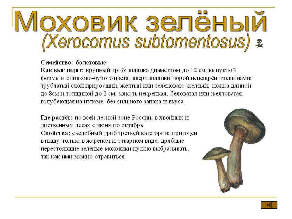 Моховик бархатный: внешний вид шляпки и ножки, двойники, места произрастания Когда и как правильно собирать, как готовить гриб