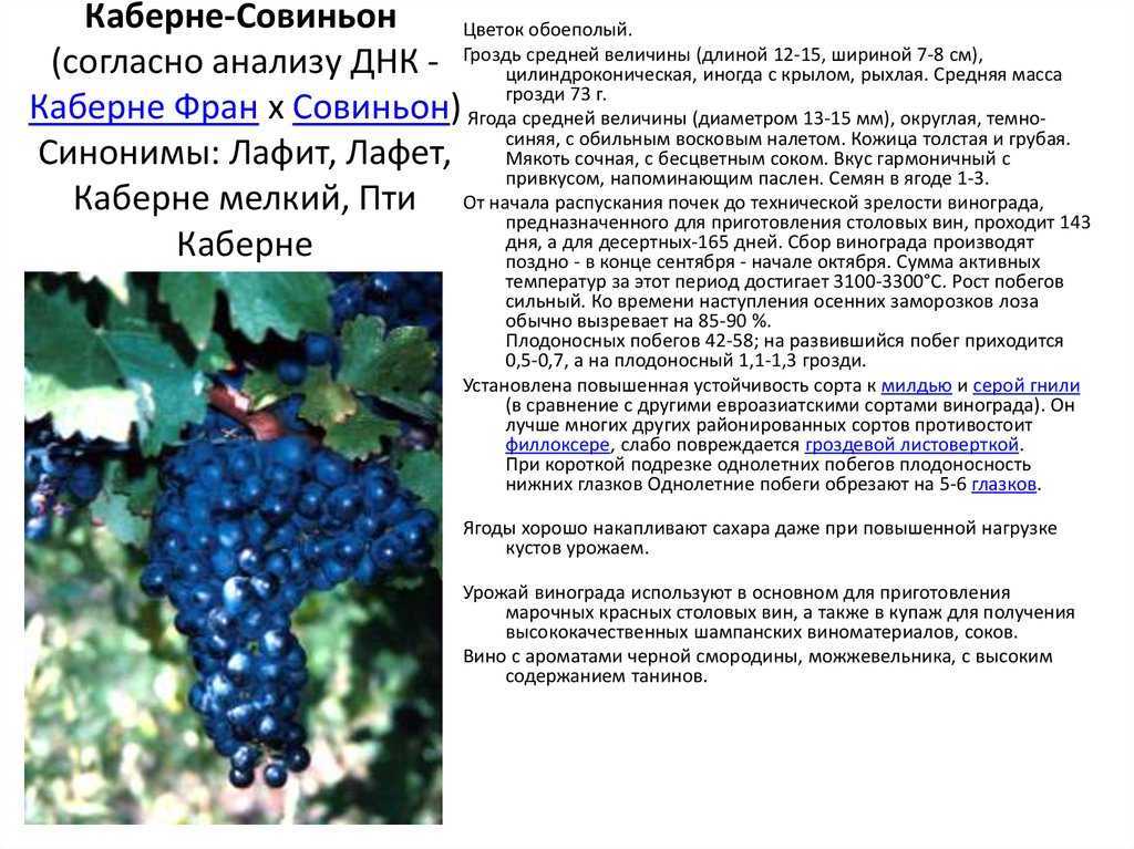 Виноград каберне совиньон: описание сорта, выращивание, фото, видео, отзывы