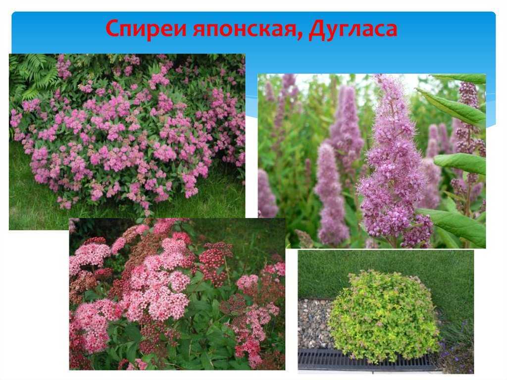 Спирея серая в ландшафтном дизайне: грефшейм, японская и золотистая, композиции - 16 фото