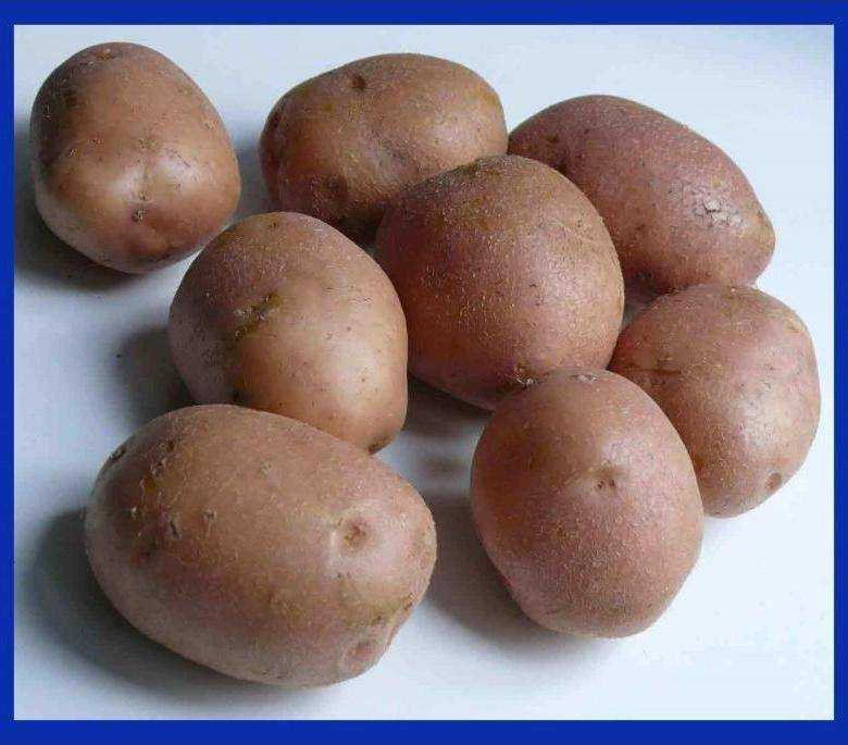 Картофель славянка – описание сорта, фото, отзывы