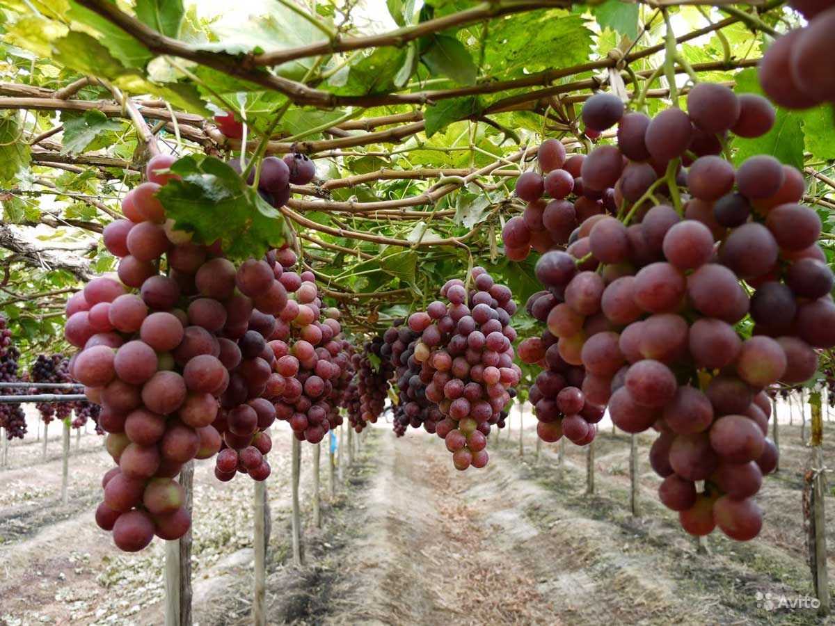Сорт винограда изюминка достоинства и недостатки выращивания
