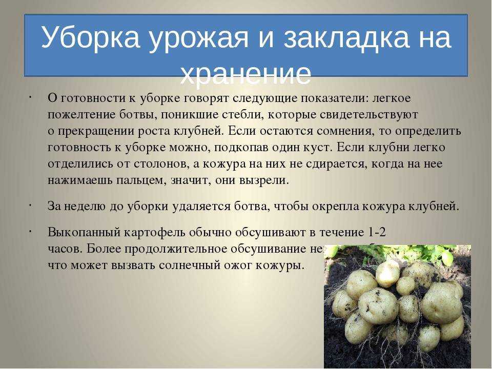 Лук семейный посадка и уход в открытом грунте, описание лучших сортов фото, отзывы
