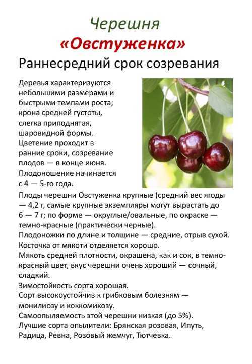 Чернокорка вишня: характеристика и описание сорта, выращивание и уход