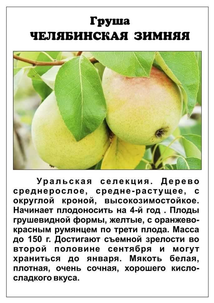 Лучшие самоплодные сорта груш: особенности выращивания