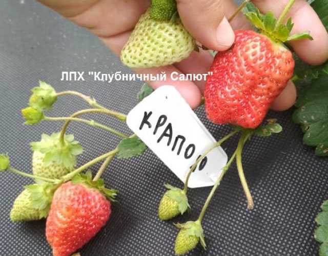 Земклуника купчиха отзыв с фото из первых рук