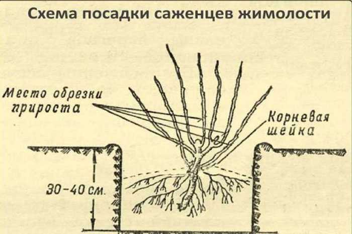 Как вырастить жимолость из семян? как вырастить в домашних условиях. фото — ботаничка