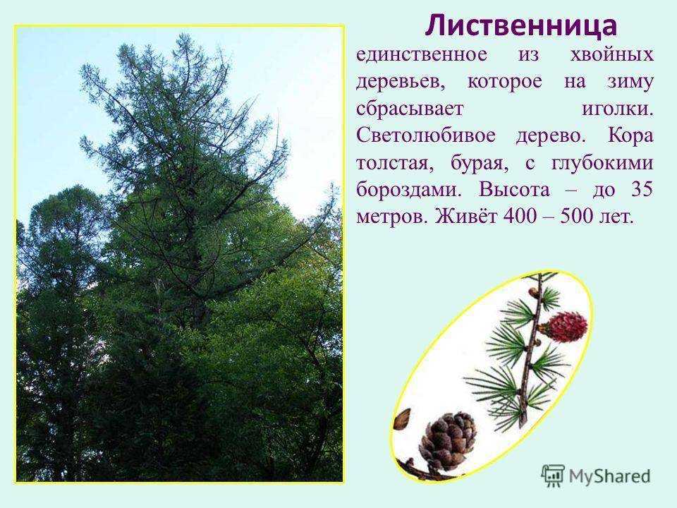 Почему лиственница сбрасывает иголки на зиму