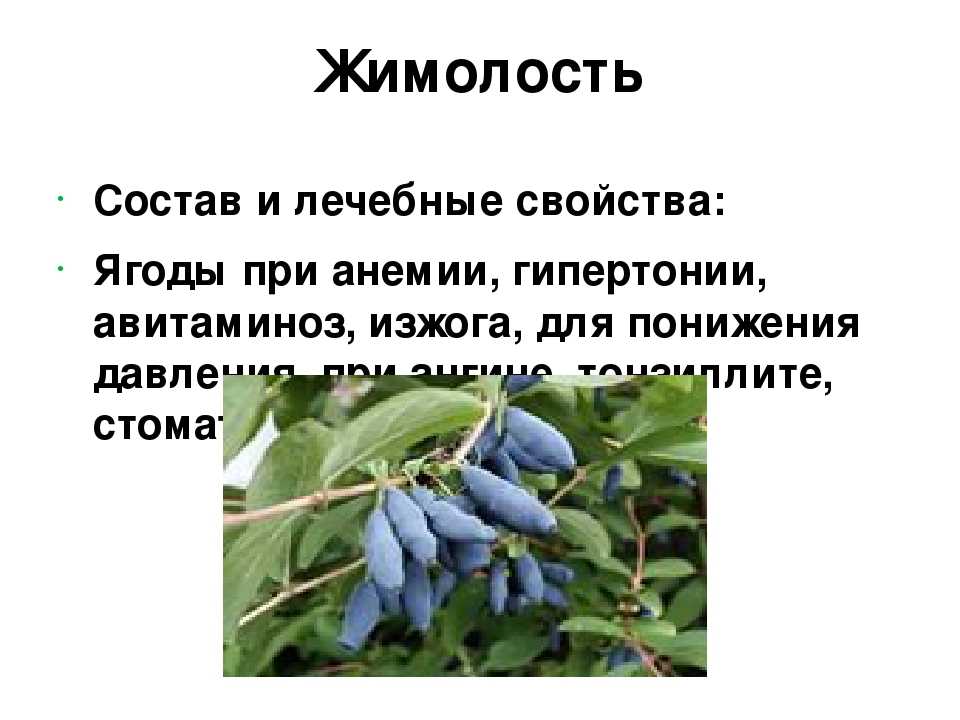 Жимолость - полезные и опасные свойства жимолости