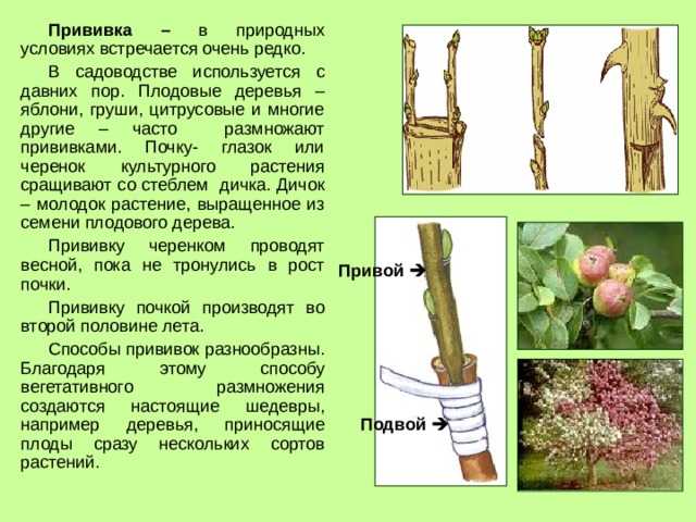 Прививка шелковица на штамбе