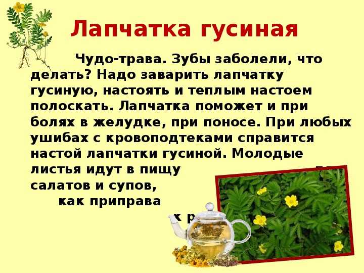 Лапчатка гусиная свойства