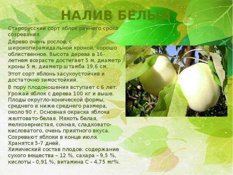 Яблоня белый налив - описание сорта, посадка и уход