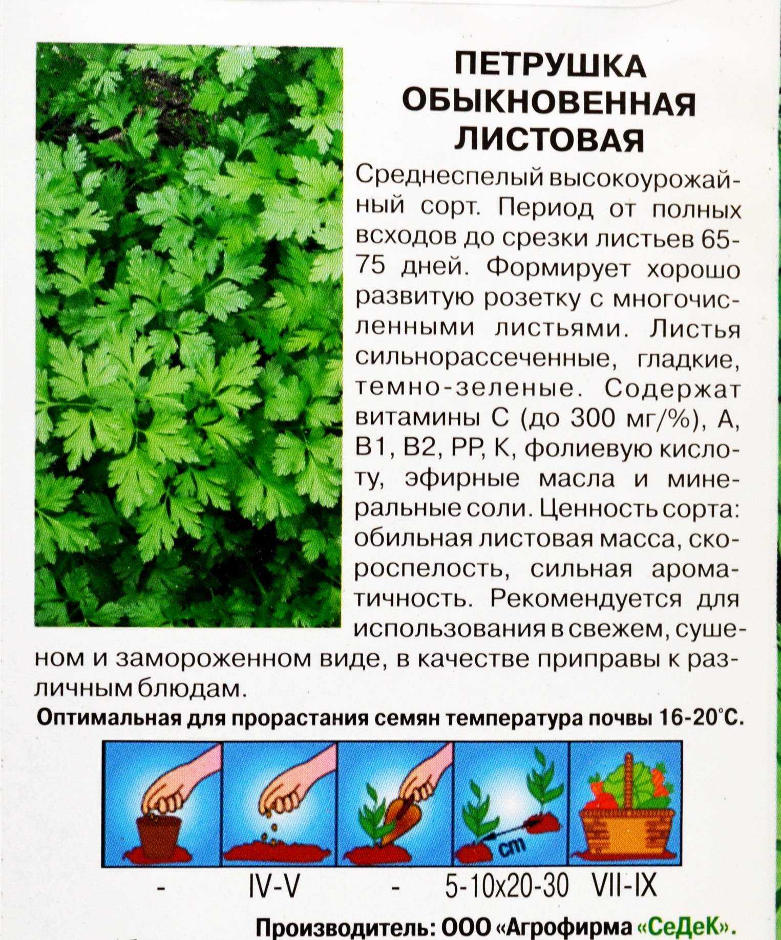 Петрушка: описание, фото как выглядит огородное растение, многолетнее оно или нет, трава ли это или овощ, что за соцветия и чем ценны листья, гост на такую зелень русский фермер