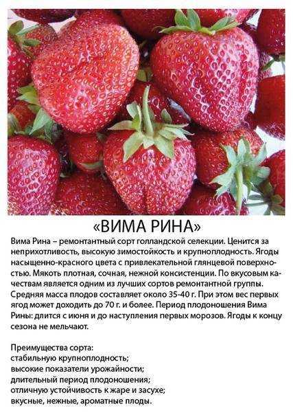 Ремонтантная клубника 2021: лучшие сорта, крупноплодная, безусая