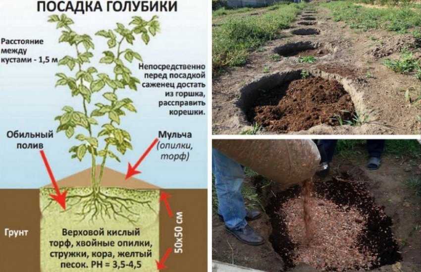 Черемуха: выращивание, посадка и уход, способы размножения, виды