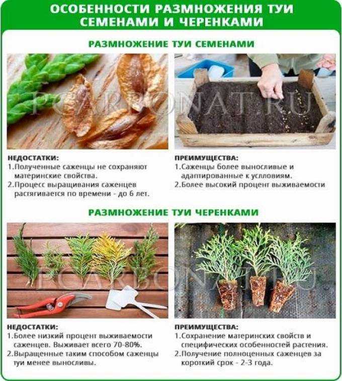 Размножение туи черенками
