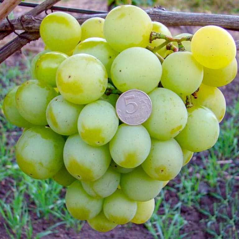 Характеристика сорта винограда кеша