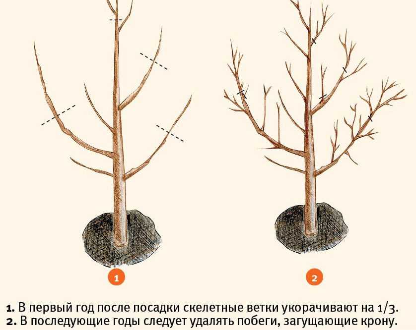 Ирга, или июньская ягода. посадка, уход, виды. полезные свойства ягоды. фото — ботаничка