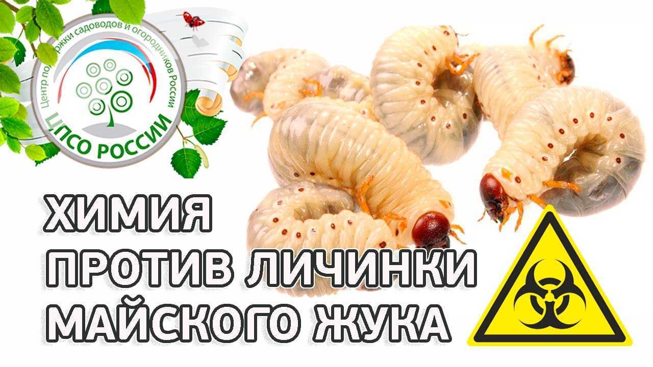 Во саду ли, в огороде вдруг завелся хрущ: что делать с вредителем?