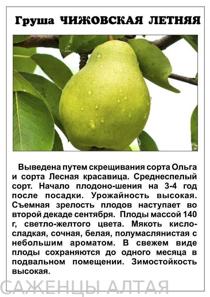 Груша лада: описание и характеристика сорта, выращивание, посадка и уход
