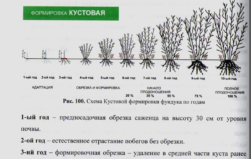 Медвежий орех: описание, посадка и уход, выращивание из семян