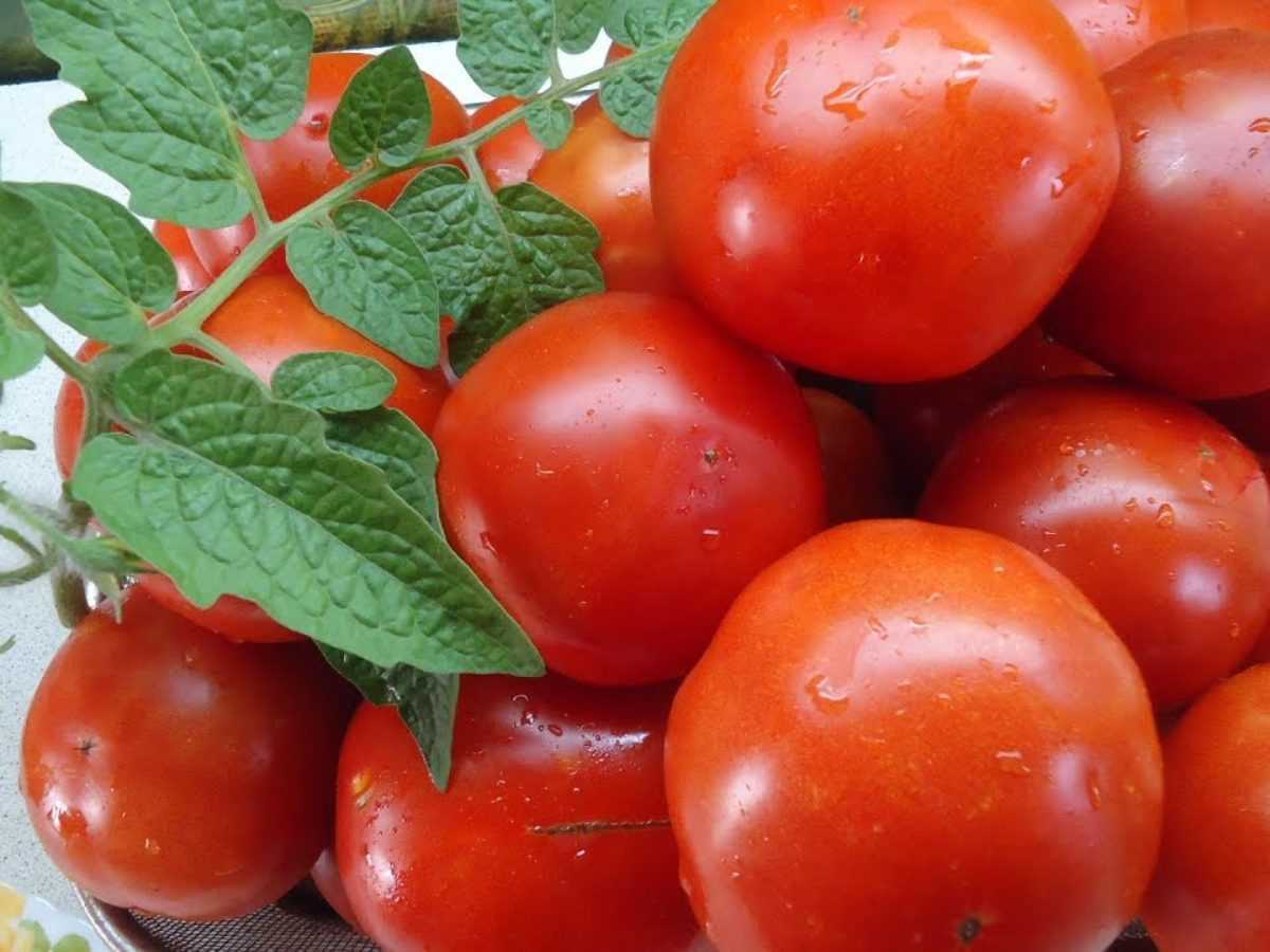 Сорт с насыщенным вкусом и ароматом — томат аврора f1: как вырастить большой урожай?