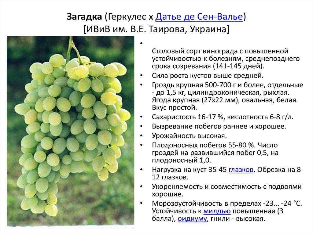Выращивание винограда: советы новичкам и фото на supersadovnik.ru