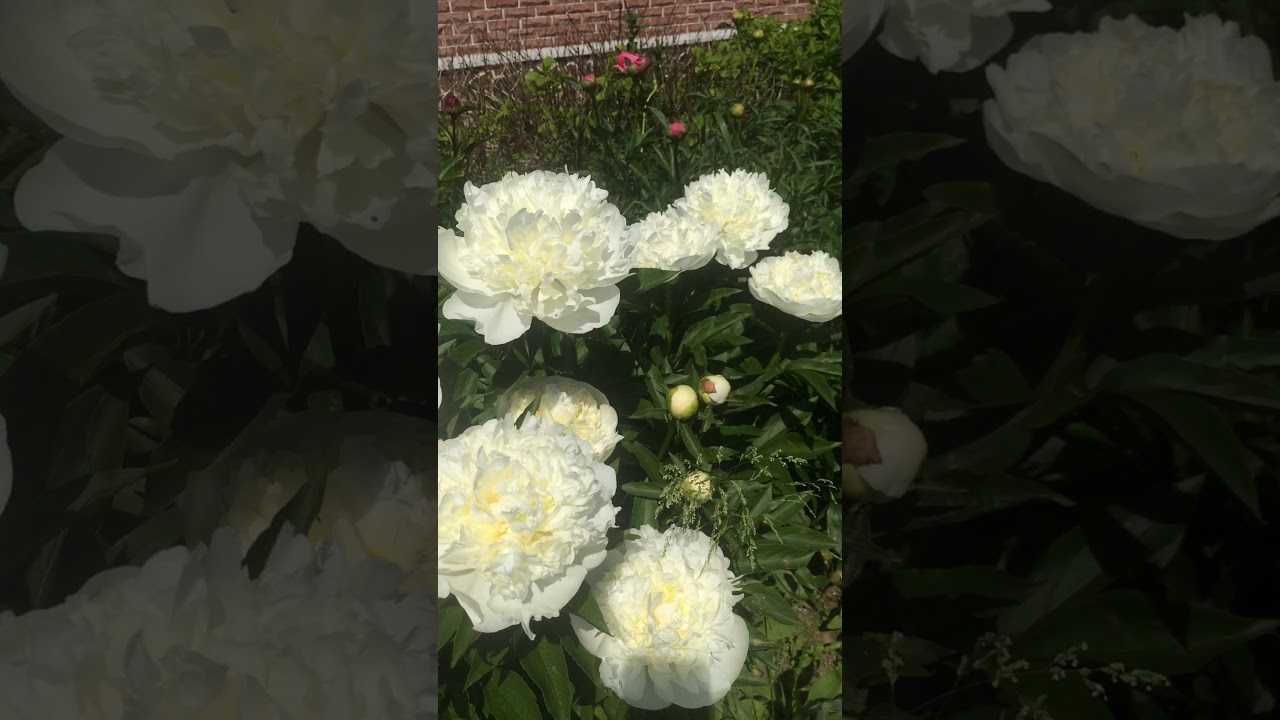 Пион дюшес де немур (duchesse de nemours): описание, фото, отзывы