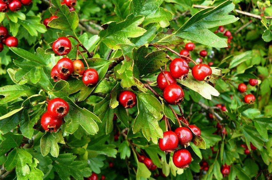 Боярышник мягковатый или полумягкий (crataegus submollis): описание и фото