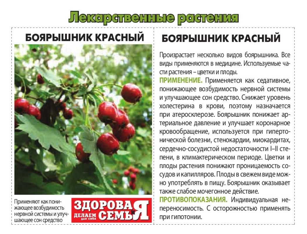 Боярышник - описание, лечебные свойства, применение, фото боярышника