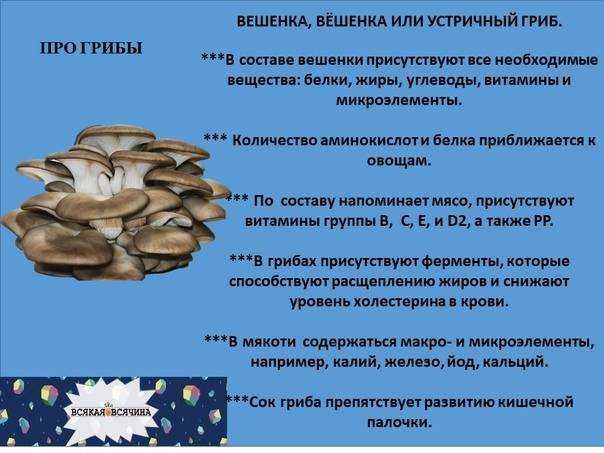 Можно ли вешенки есть сырыми: полезные свойства и противопоказания Вкусовые особенности и калорийность Правила хранения