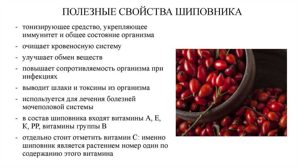 Шиповник растворимый: польза и вред