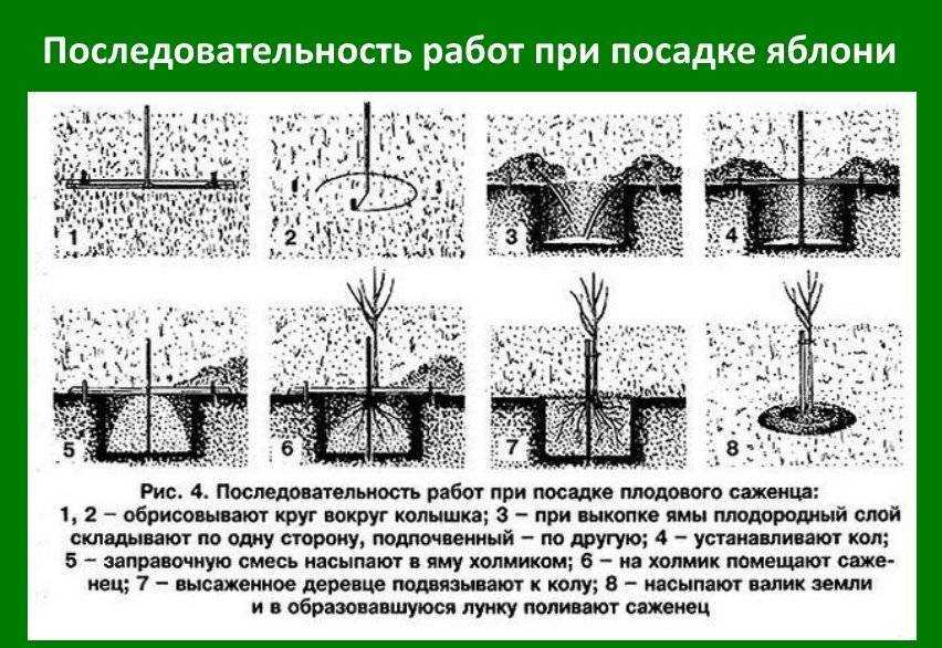 Правильная посадка яблони осенью. многолетний опыт садоводов