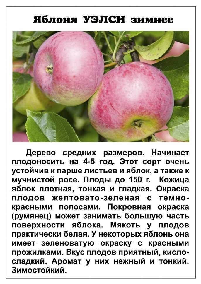 Описание сорта яблони первоуральская: фото яблок, важные характеристики, урожайность с дерева