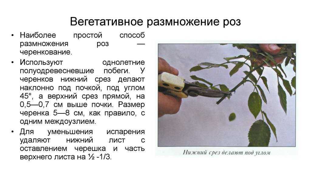 5 разных способов, которыми размножается жасмин и 8 полезных советов, как его выращивать