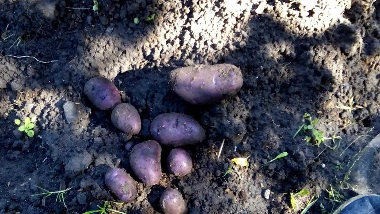 Картофель черный принц: описание сорта, выращивание, уход и сбор урожая