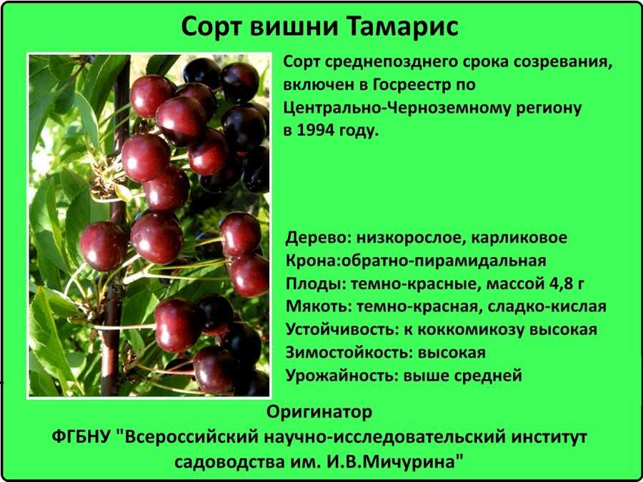 Вишня тамарис: отзывы, фото, описание и характеристика низкорослого сорта, опылители, урожайность, выращивание, посадка и уход