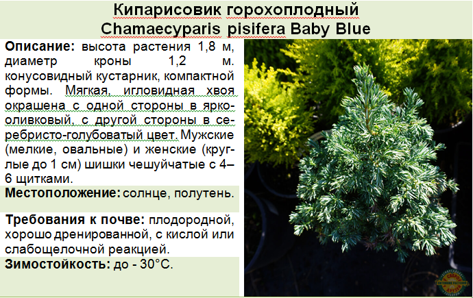Кипарисовик горохоплодный булевард (chamaecyparis pisifera boulevard)